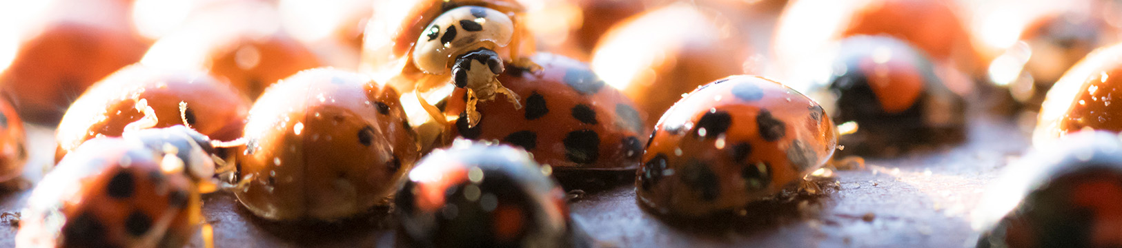 asian lady beetles together