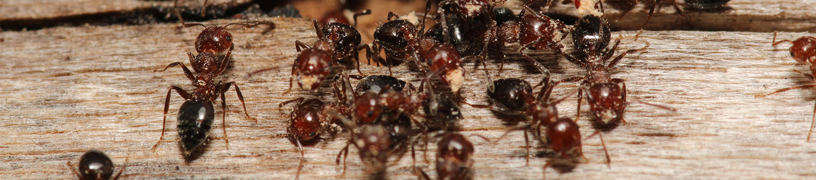 carpenter ants tunneling in wood