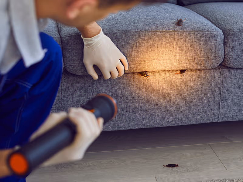 cockroaches in couch
