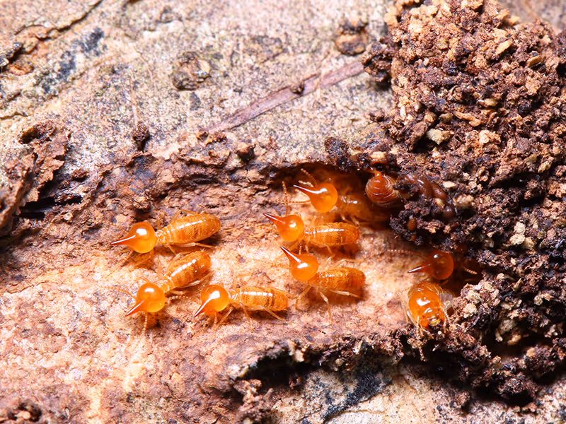 termites