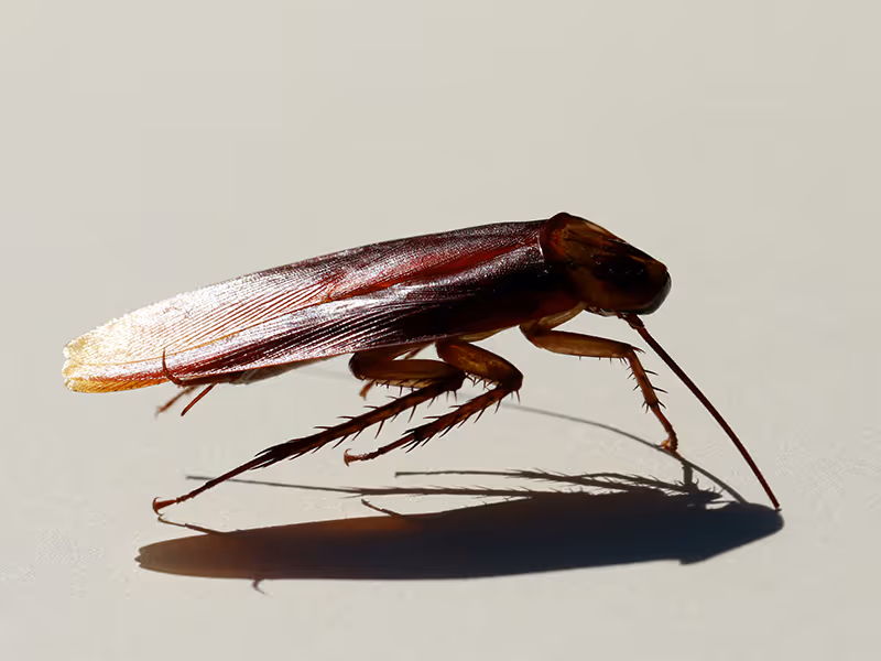 palmetto bug close up