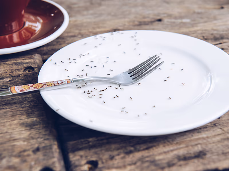 black ants on plate