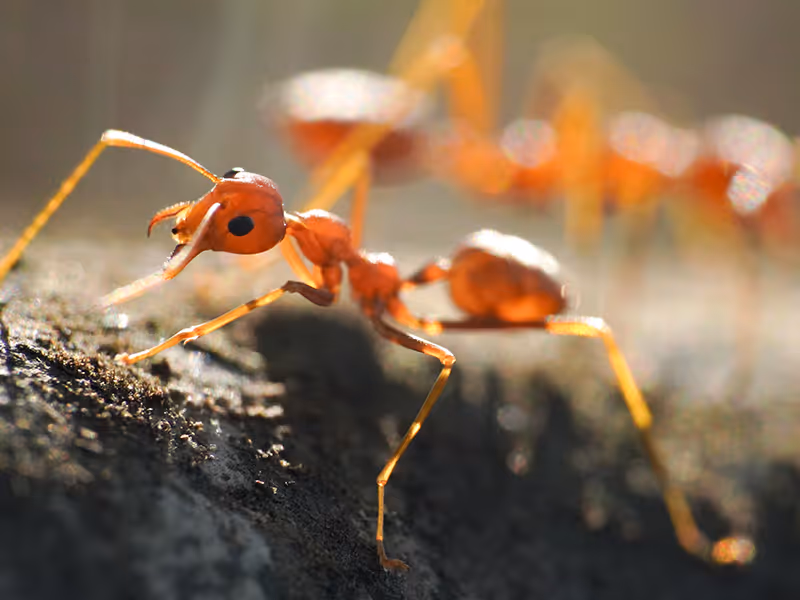 fire ant close up