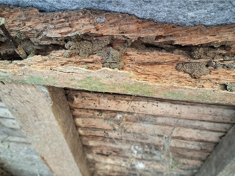 termite damage to home