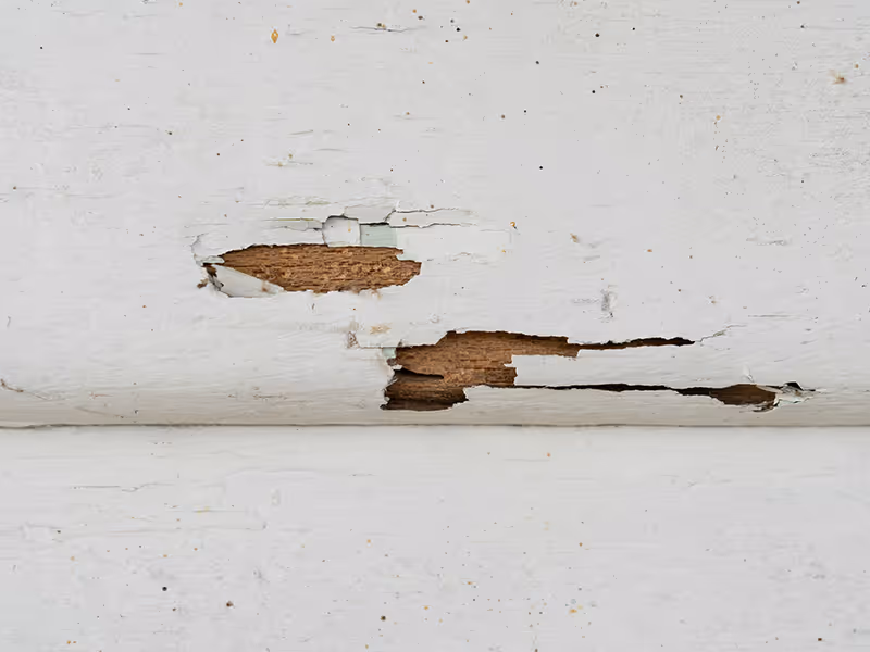 termite damage to white wall