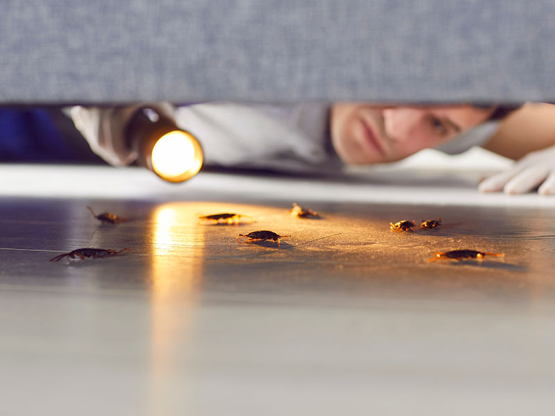 pest control expert inspecting under the couch