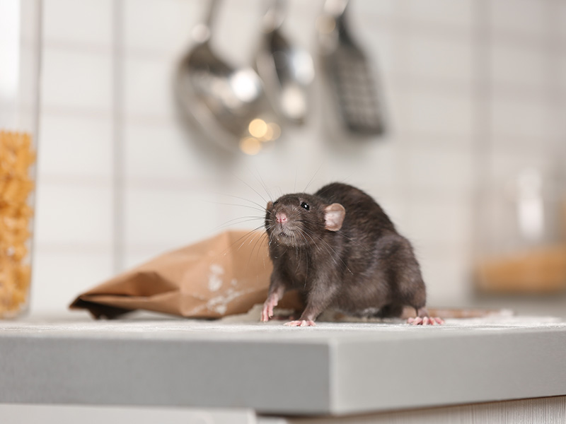 rat on counter