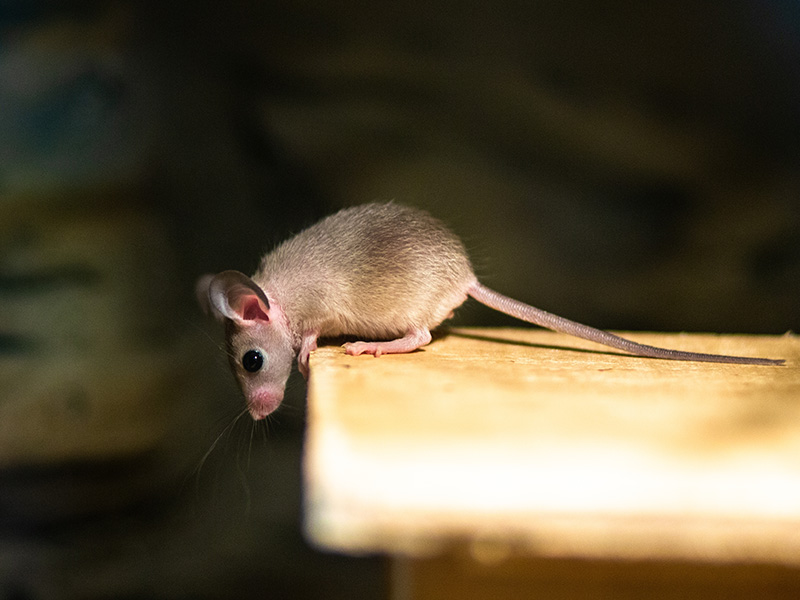mouse inside house