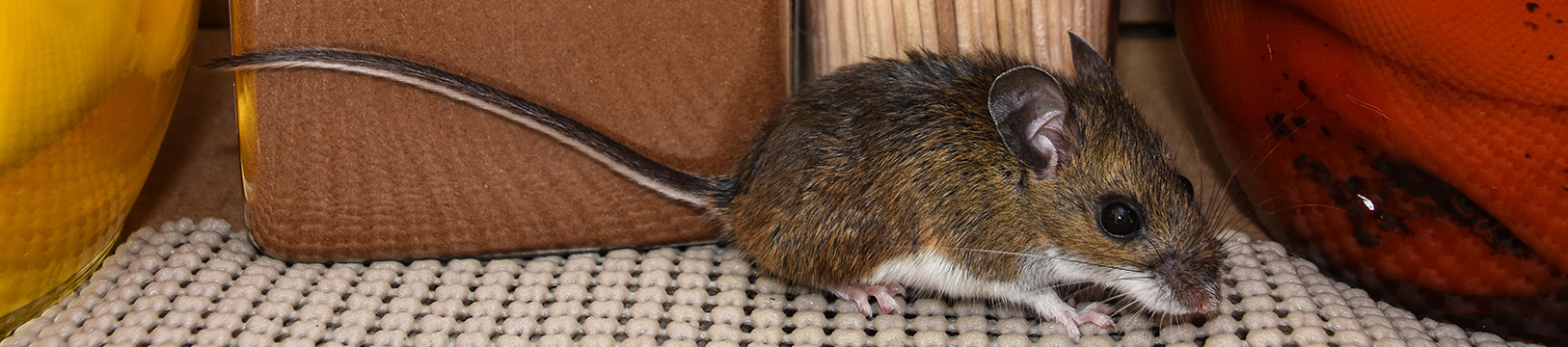 mouse in kitchen pantry