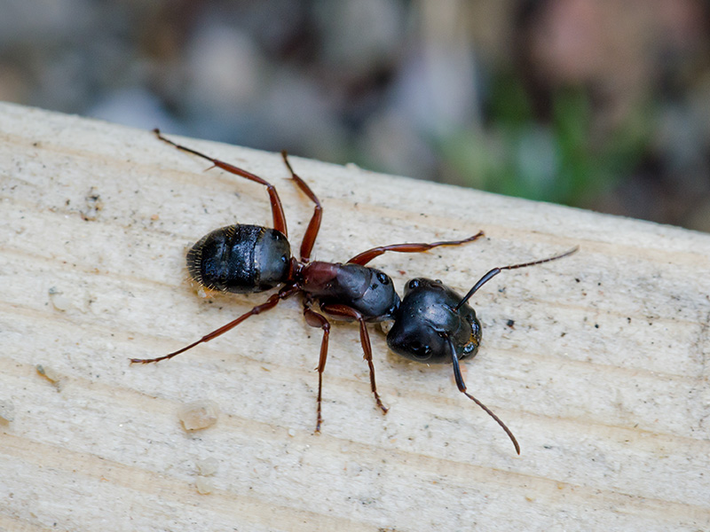carpenter ant outside home