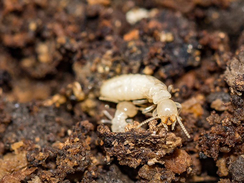 subterranean termites in soil