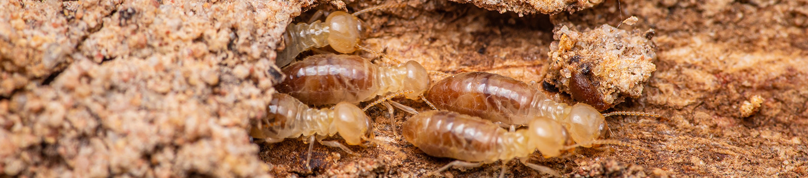 termites in mud tube