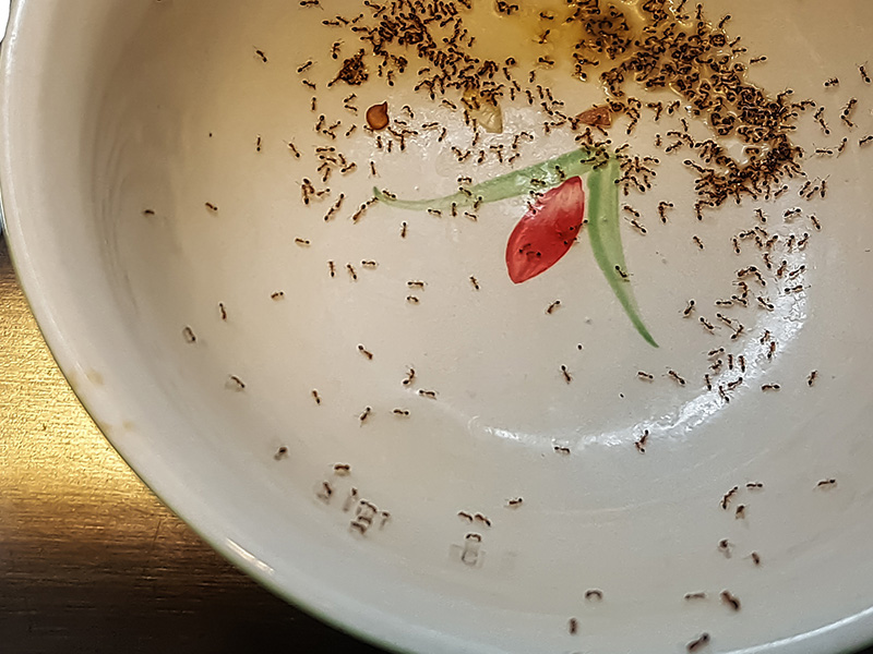 odorous house ants in dirty bowl in kitchen