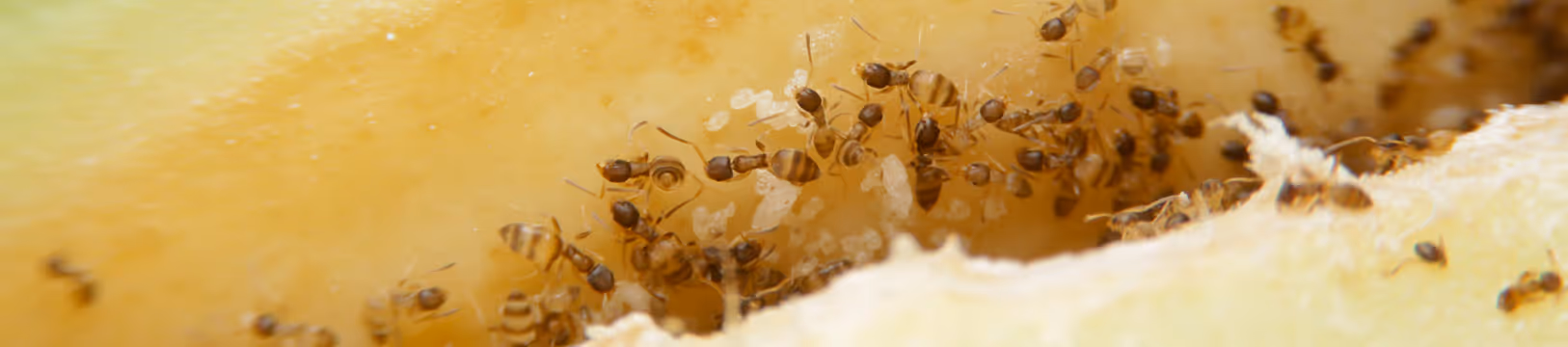 odorous house ants eating food in kitchen