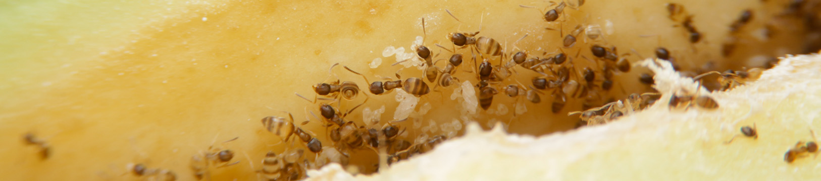 odorous house ants eating food in kitchen