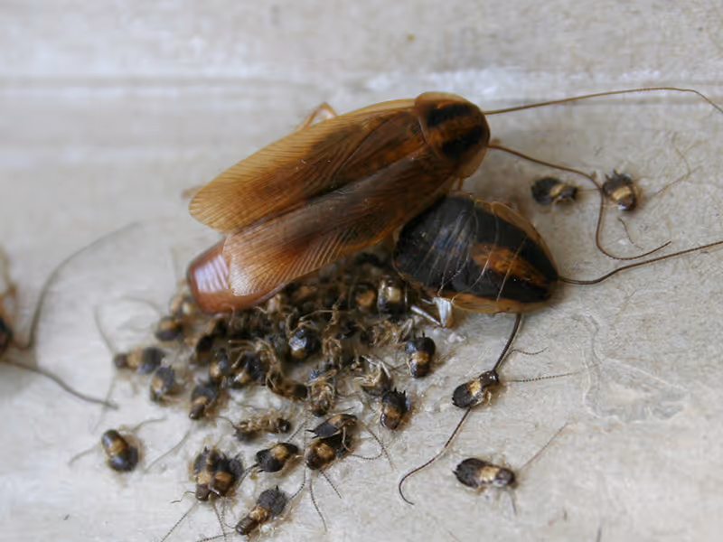 adult german roach with baby cockroaches