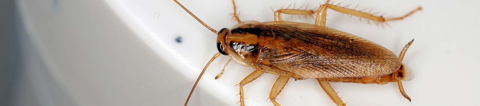 german cockroach in bathroom