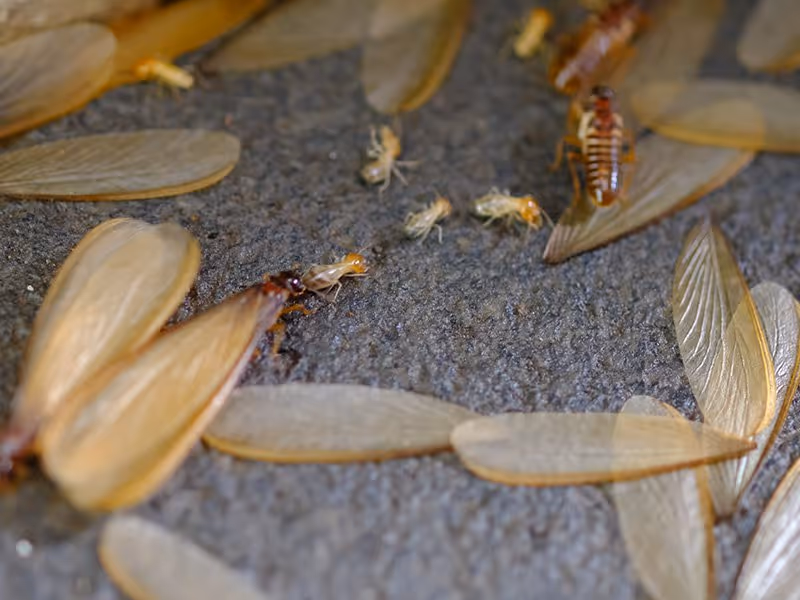 termite swarmers and discarded wings in georgia home
