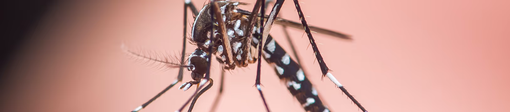 mosquito on a hand