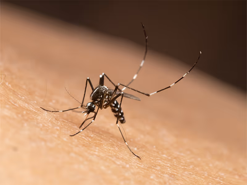 mosquito biting skin