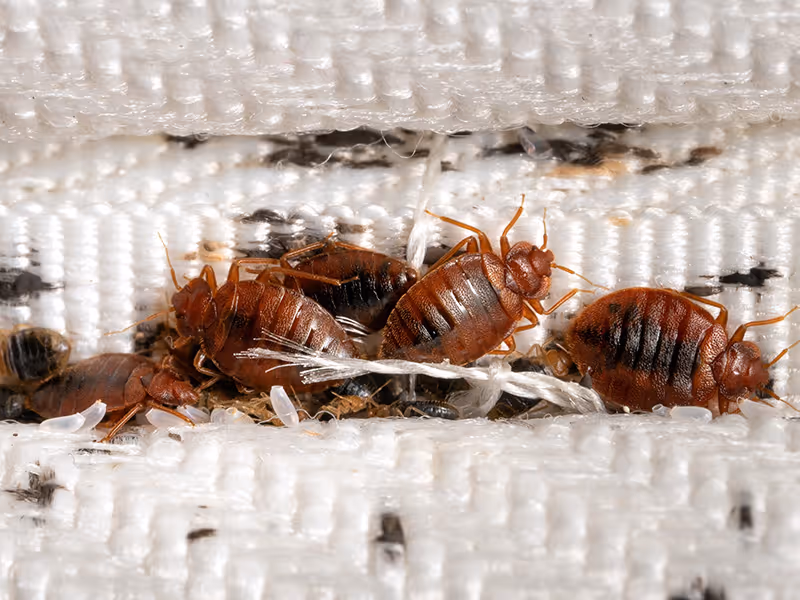 bed bugs infestation on mattress 