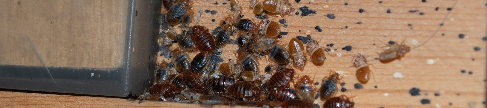 bed bugs on wood floor