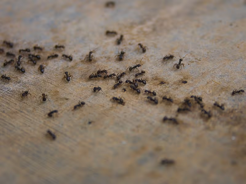 ants on the floor