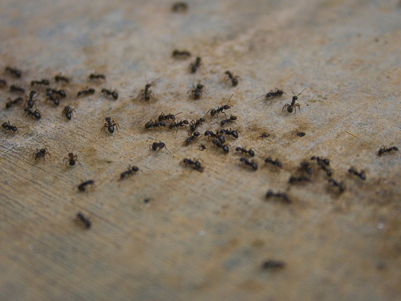 ants on the floor