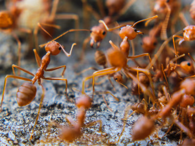 fire ants on a rock