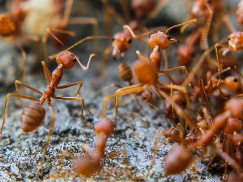 fire ants on a rock