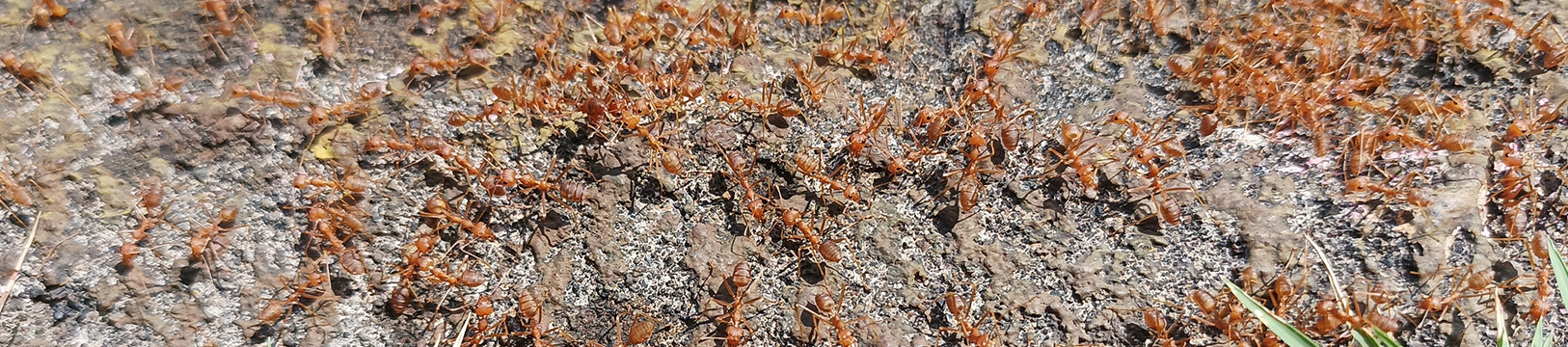 fire ants outside
