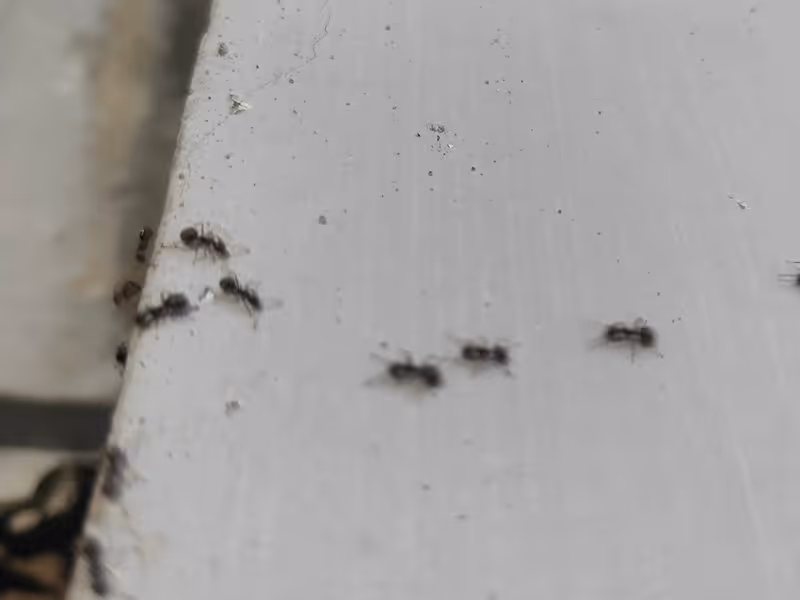 ants on window edge