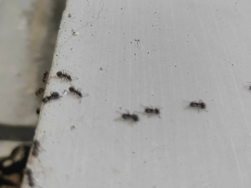 ants on window edge