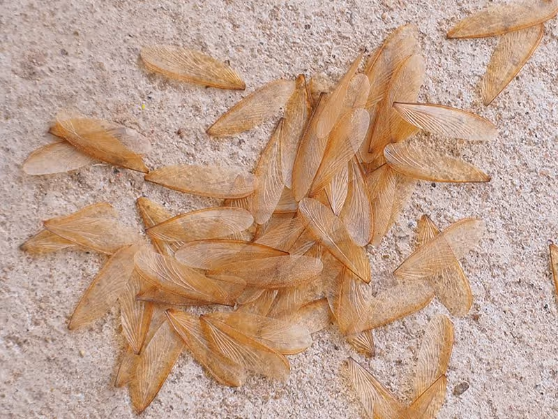 termite wings