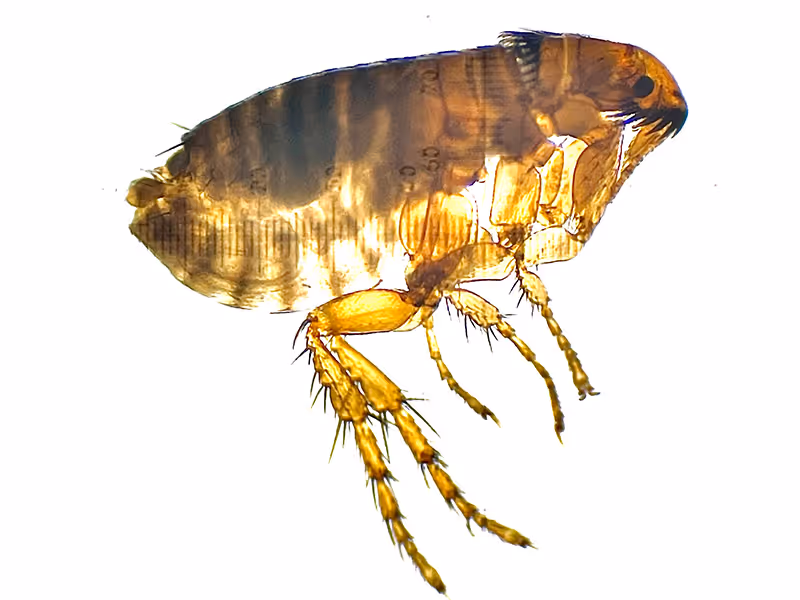 flea on white background