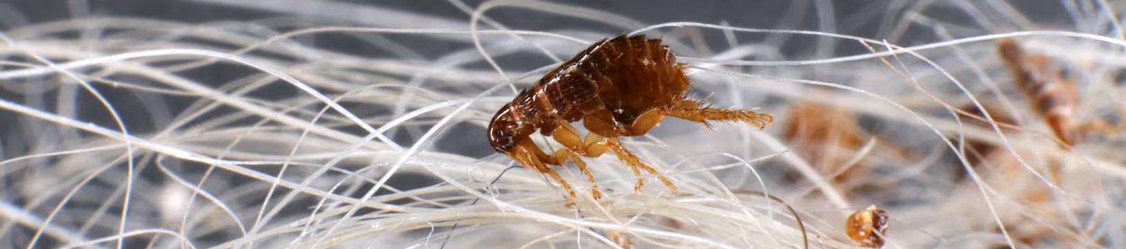 flea on dog hair