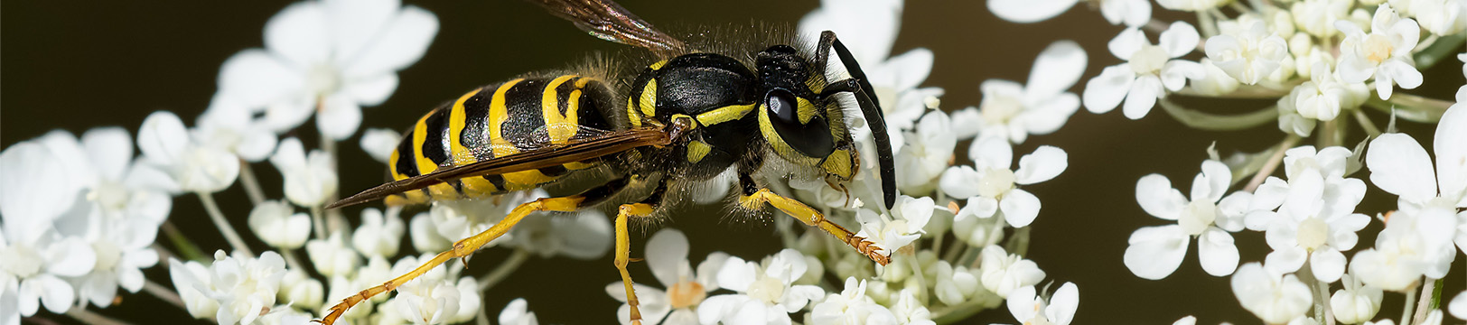 yellow jacket on a flower