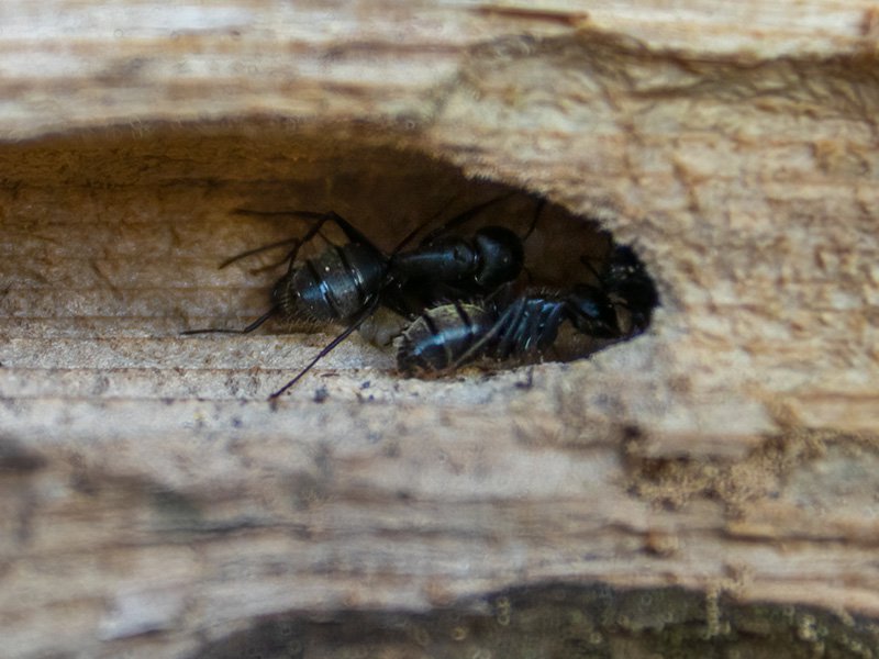 carpenter ants eating wood