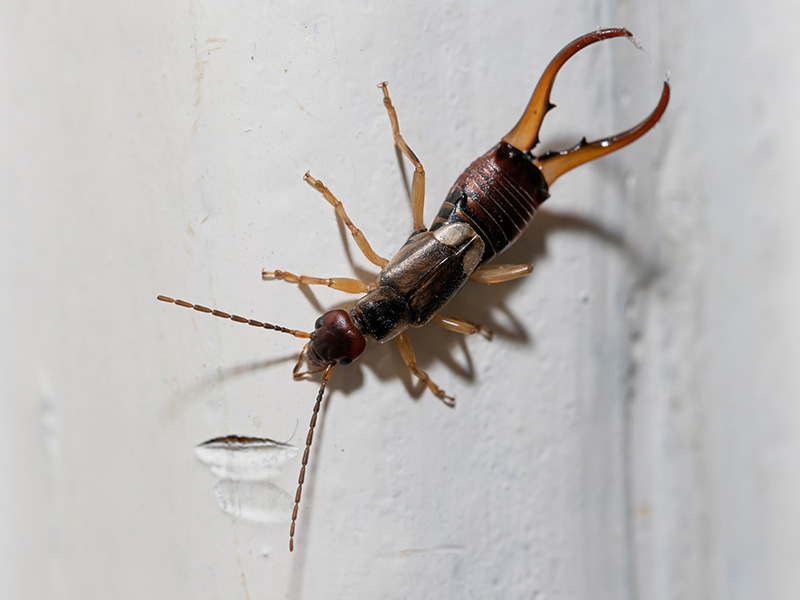 earwig on a white wall