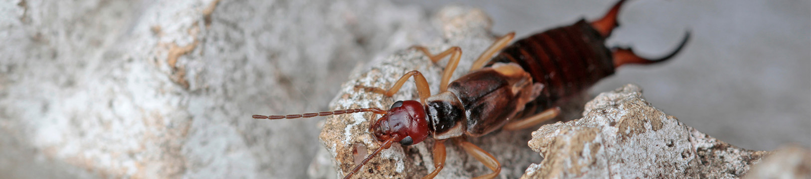 earwig on a rock