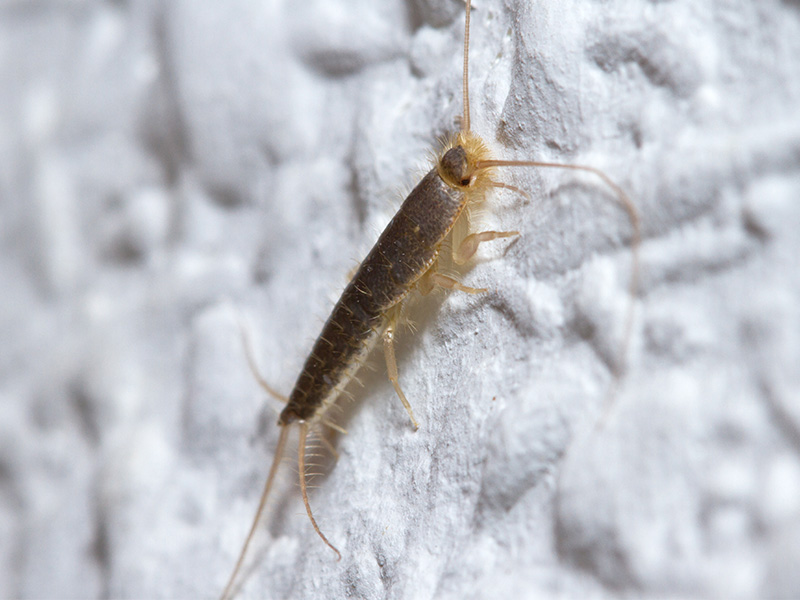 silverfish on drywall