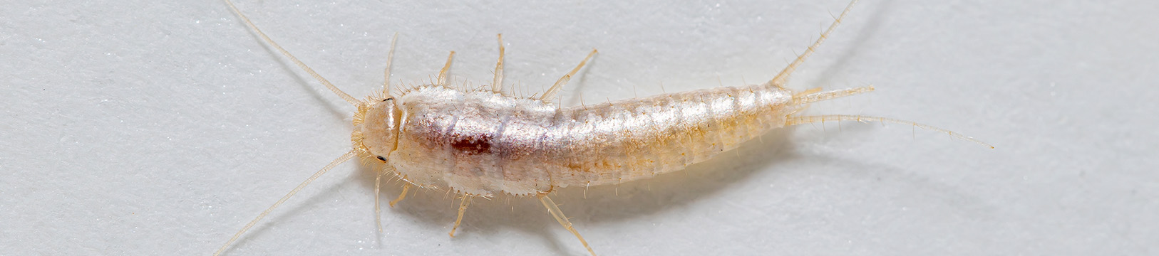 silverfish on white wall