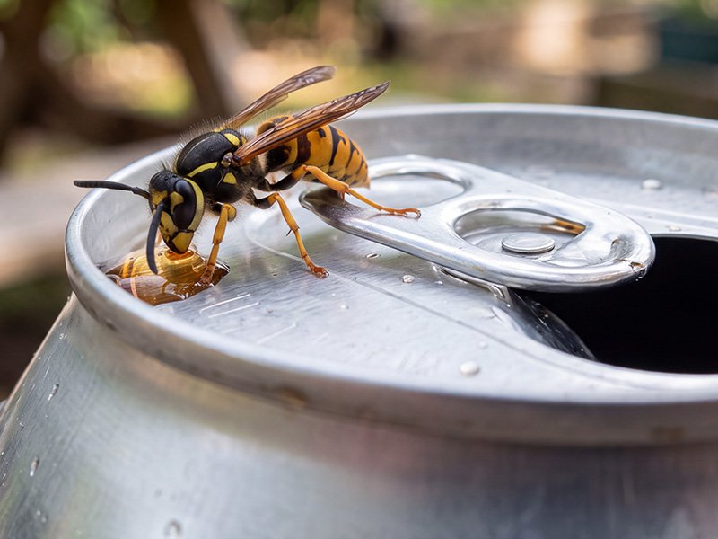 yellow jacket wasp on edge of soda can