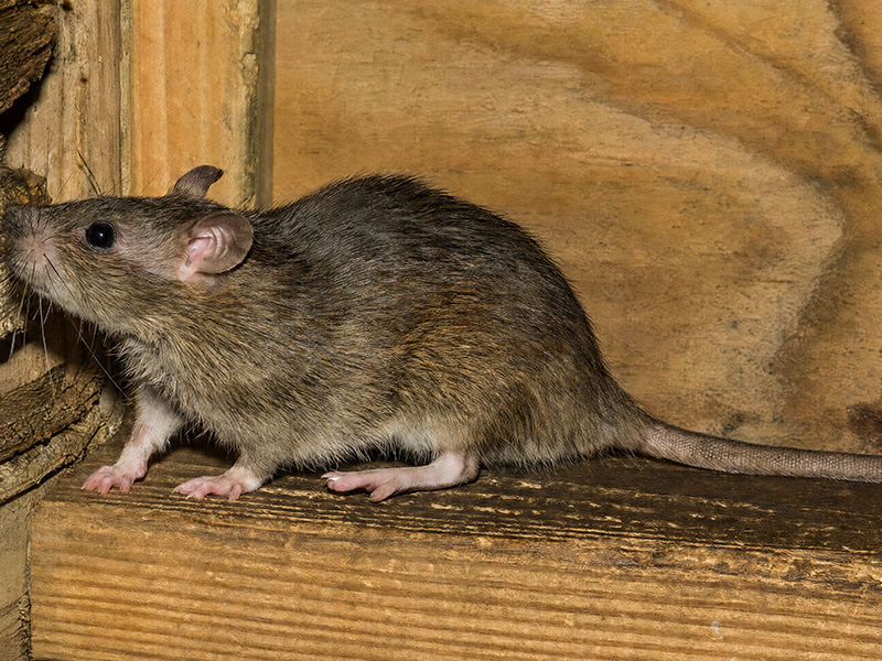 norway rat on wood