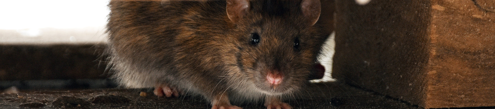norway rat in basement