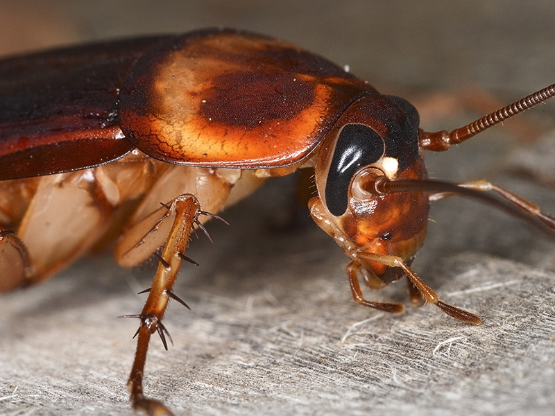 americann cockroach on table