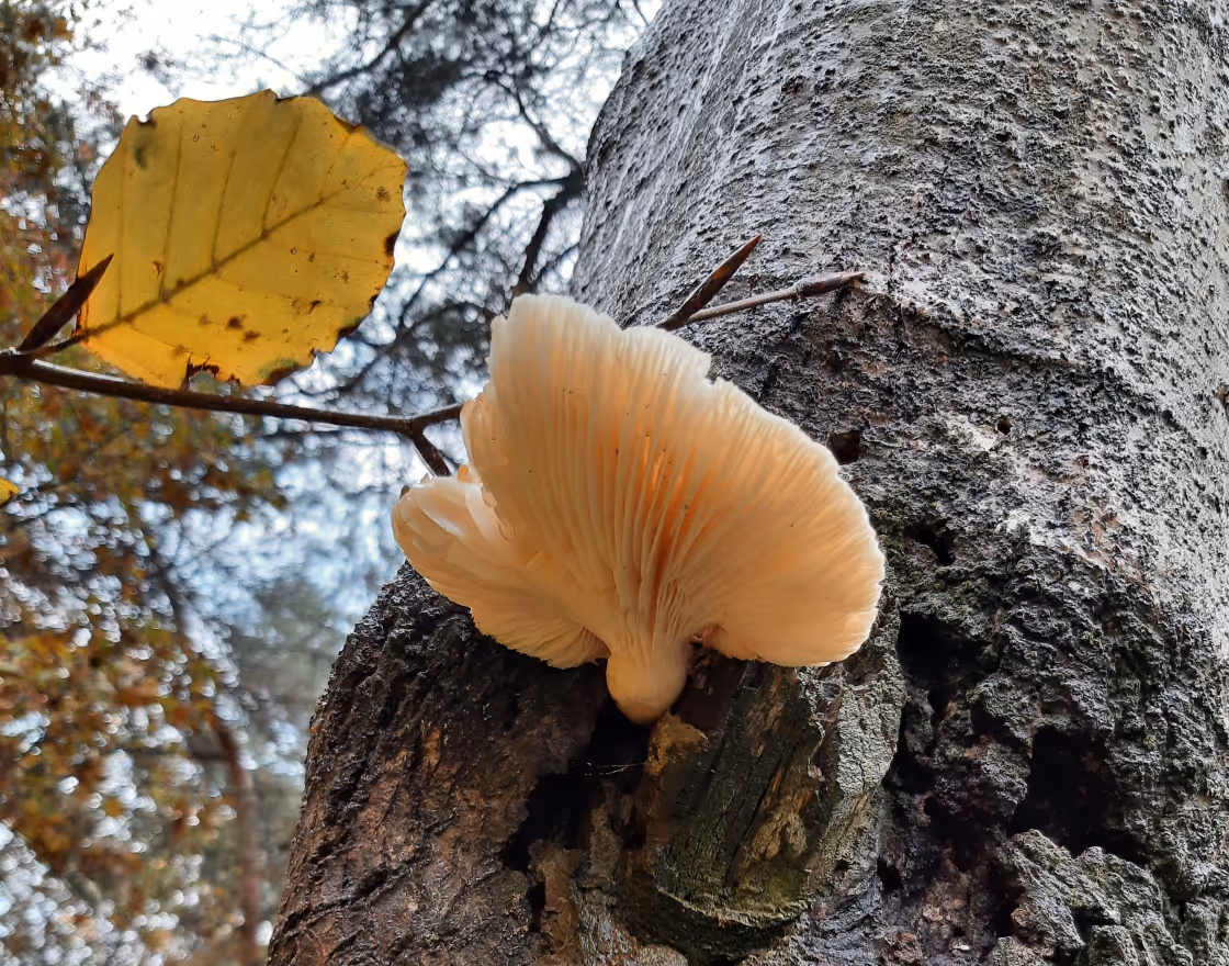 Entdeckung eines Pilzes bei einer Baumkontrolle