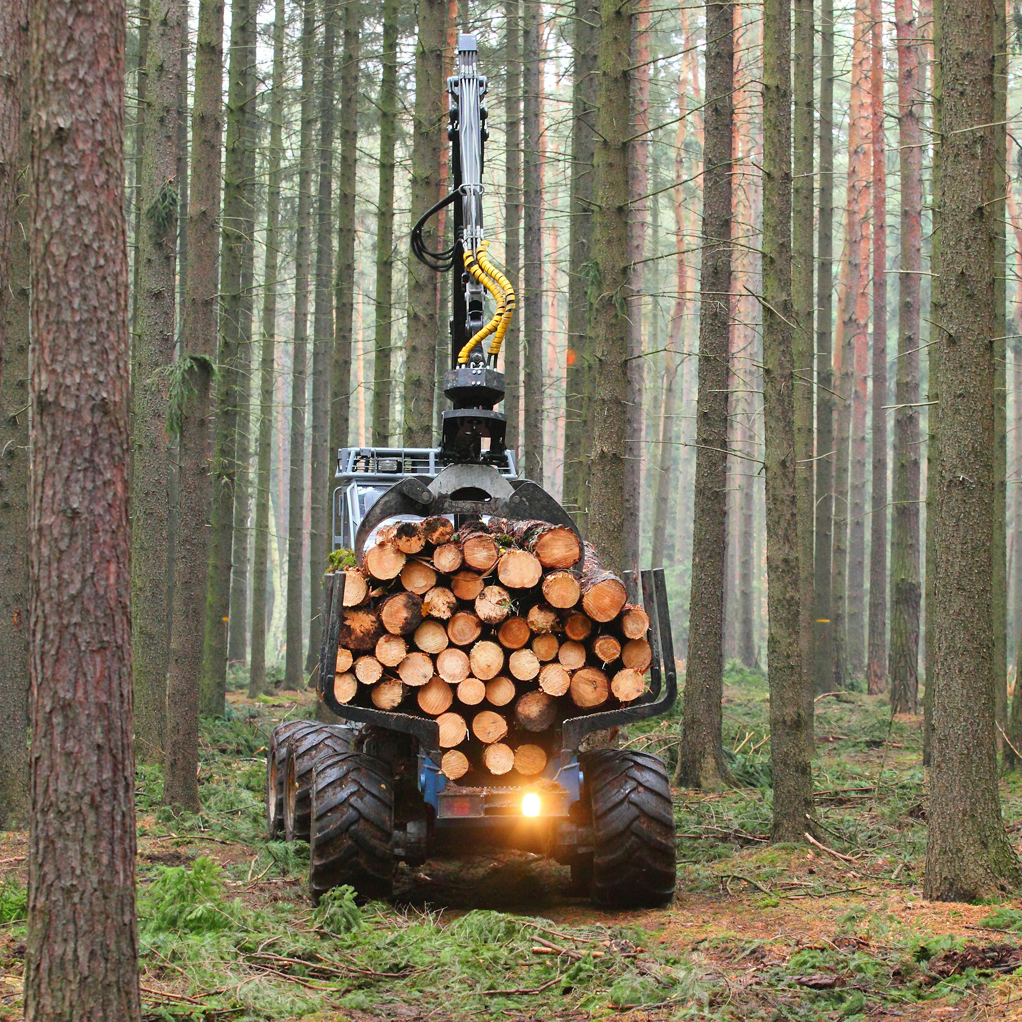 Logging vehicle carrying a load of cut logs in a dense forest with tall pine trees.