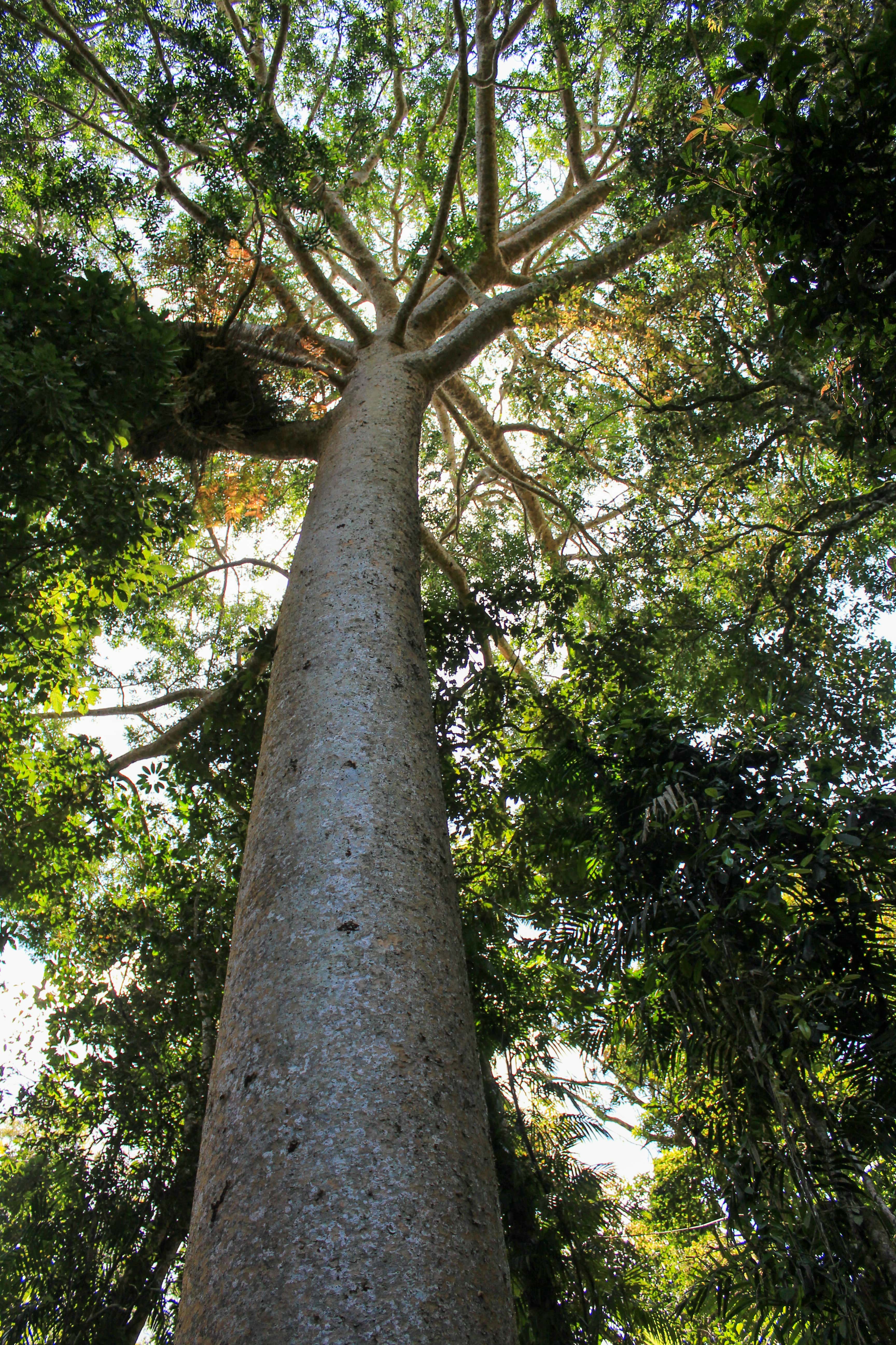 View looking up the tall trunk of a large tree with spreading branches and green leaves against a bright sky.