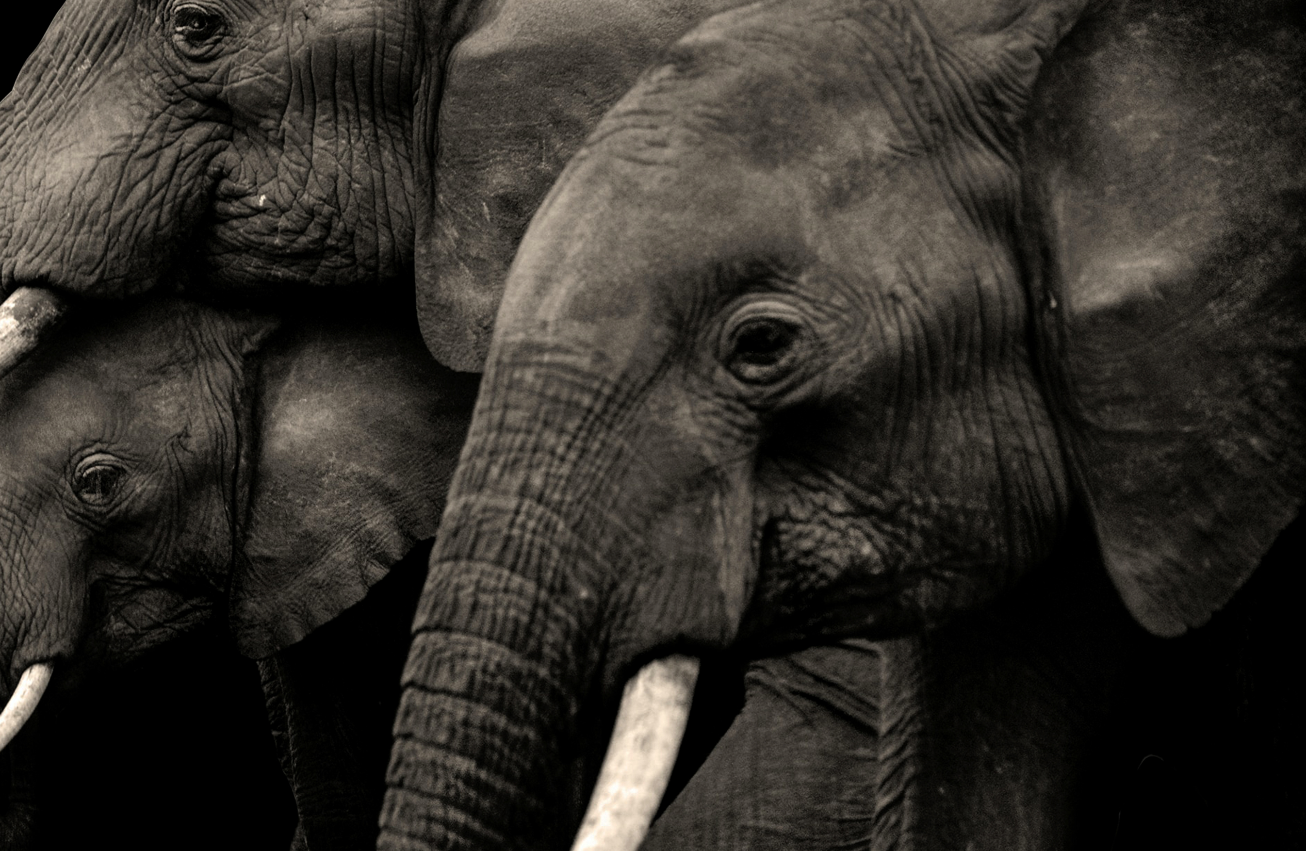 Elephants a WildAid thumbnail